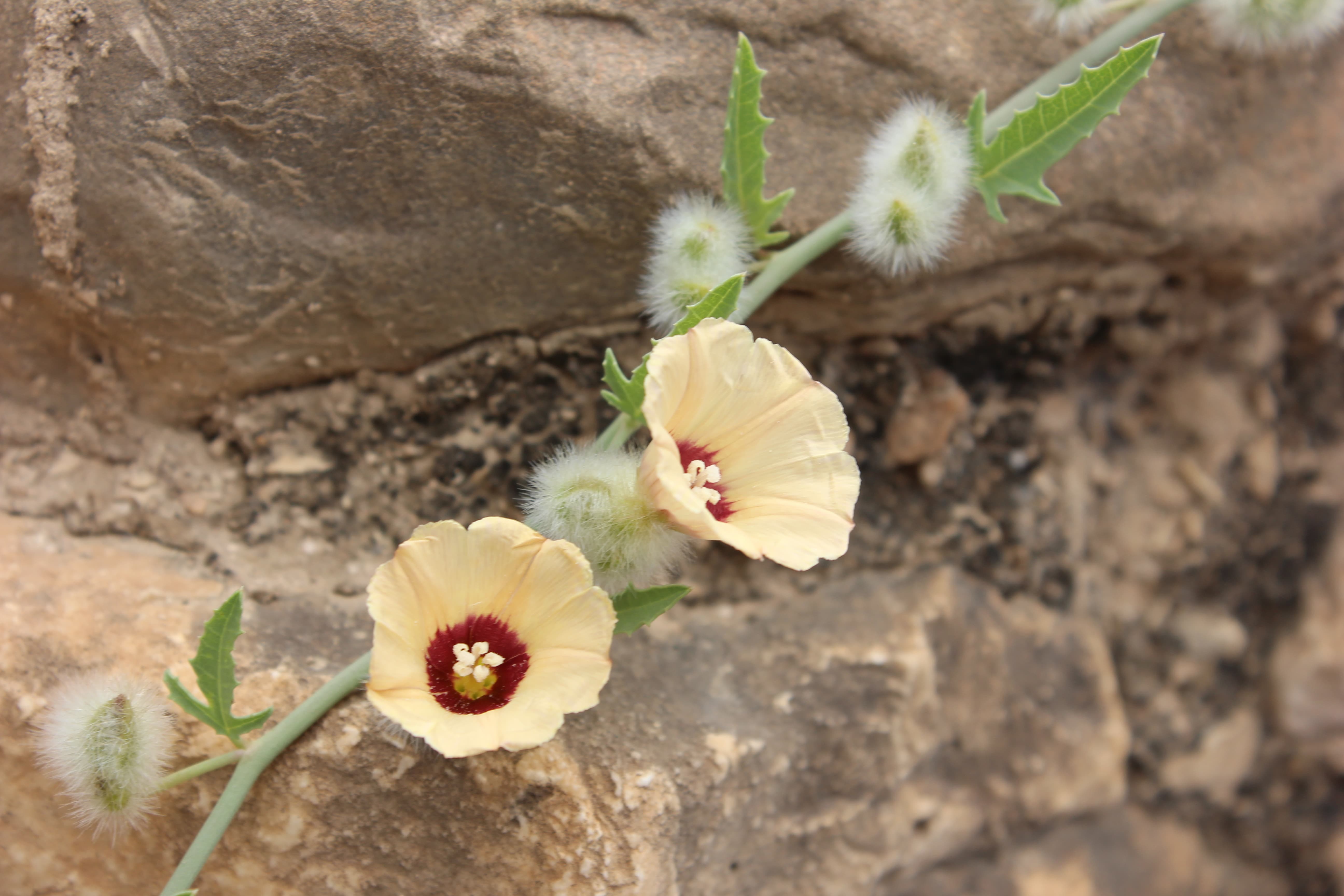 Plant Image